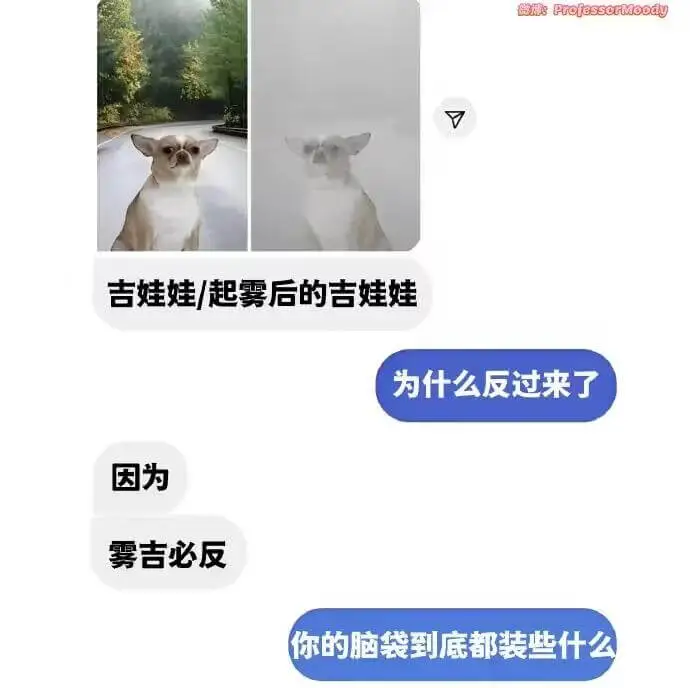 吉娃娃/起雾后的吉娃娃因为雾吉必反，你的脑袋到底都装些什么。