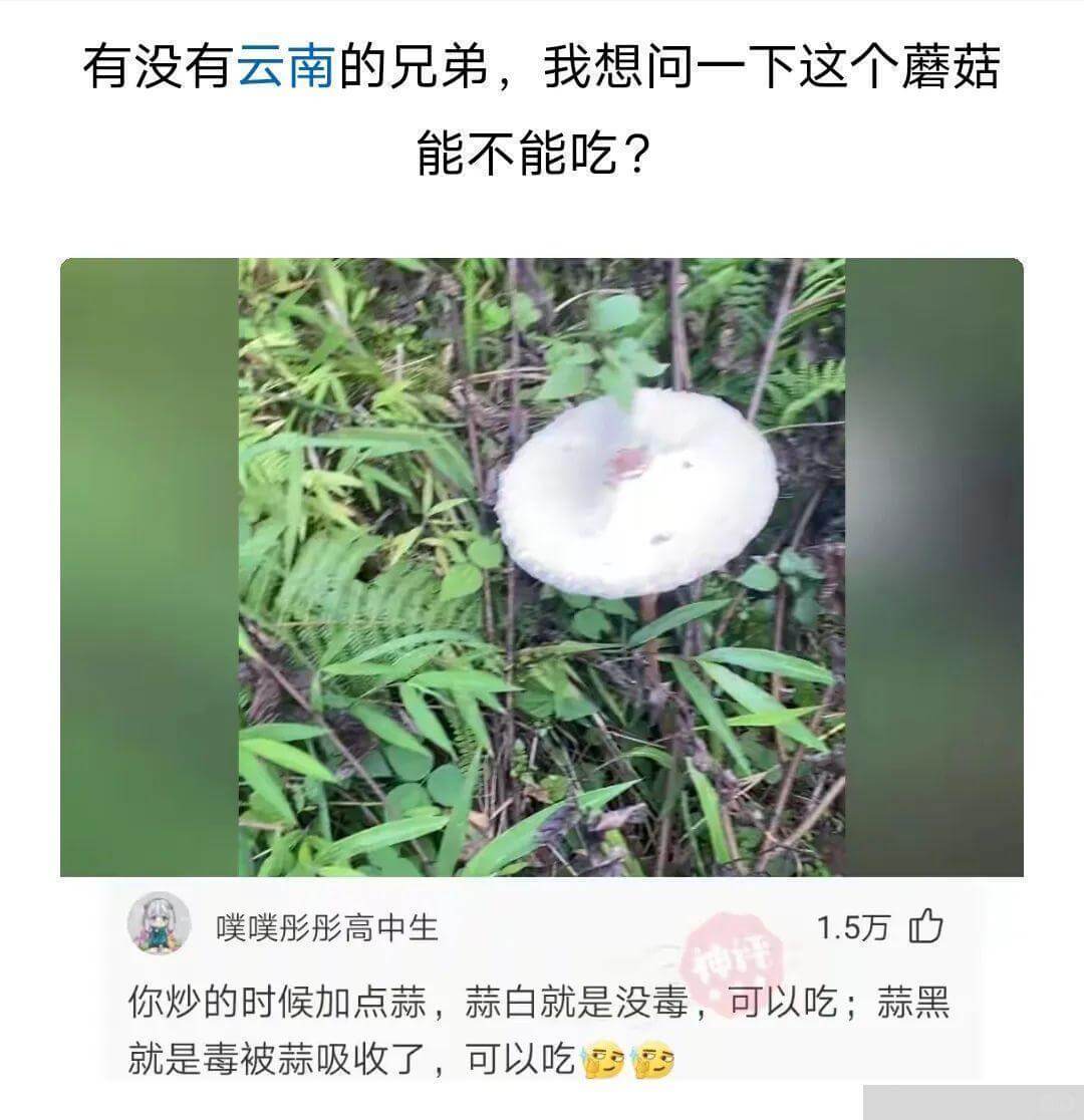 有没有云南的兄弟，我想问一下这个蘑菇能不能吃?噗噗彤彤高中生