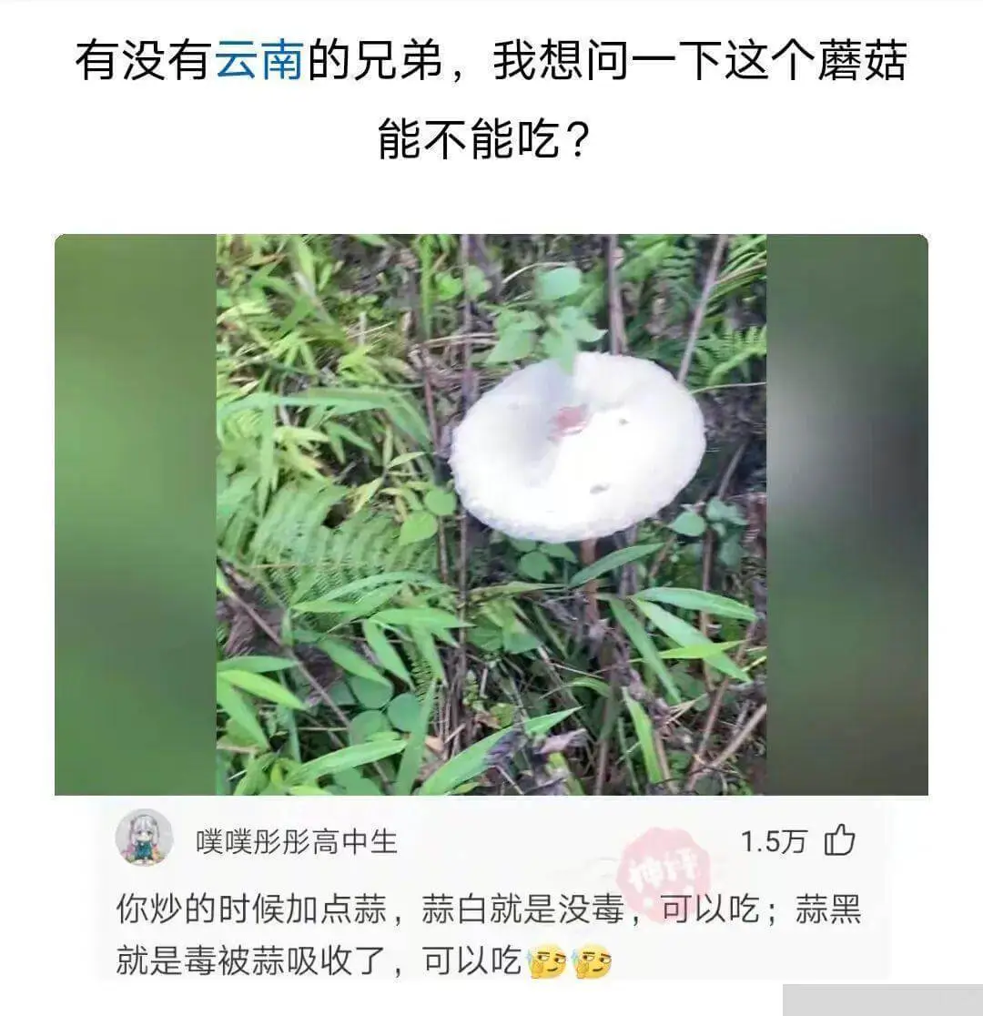有没有云南的兄弟，我想问一下这个蘑菇能不能吃?噗噗彤彤高中生