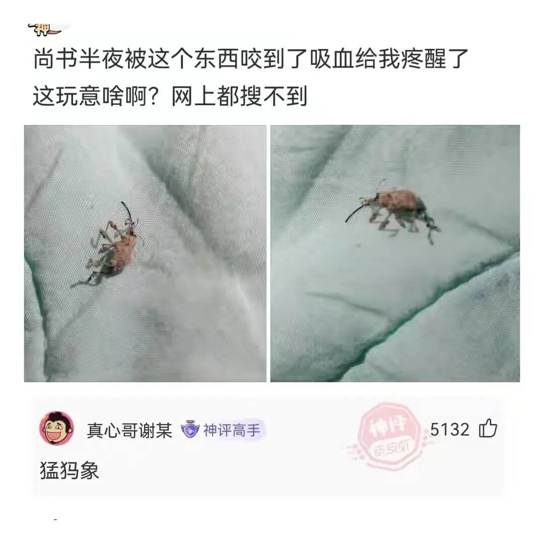 神尚书半夜被这个东西咬到了吸血给我疼醒了这玩意啥啊?网上都搜