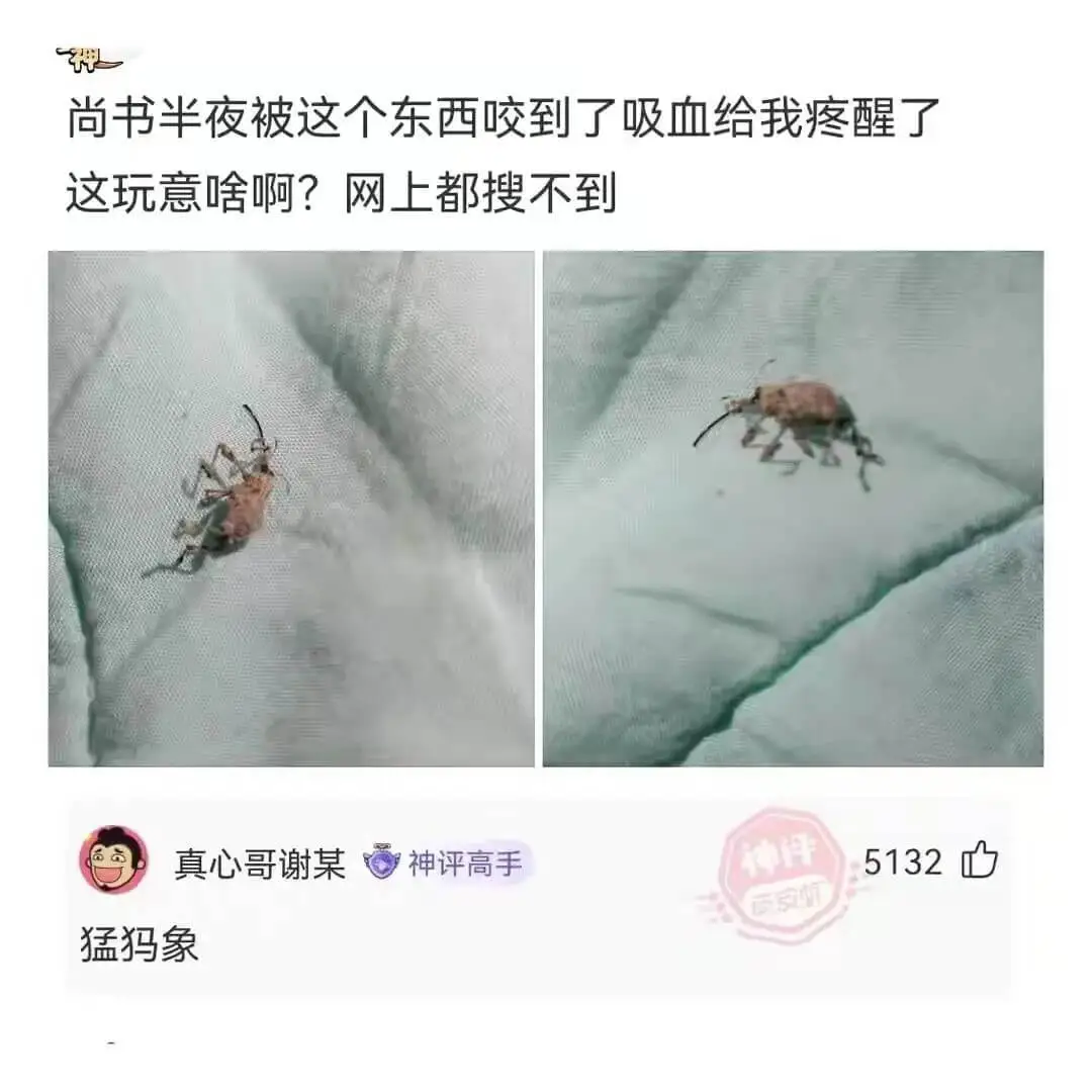 神尚书半夜被这个东西咬到了吸血给我疼醒了这玩意啥啊?网上都搜