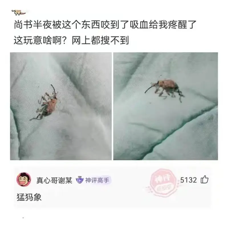 神尚书半夜被这个东西咬到了吸血给我疼醒了这玩意啥啊?网上都搜