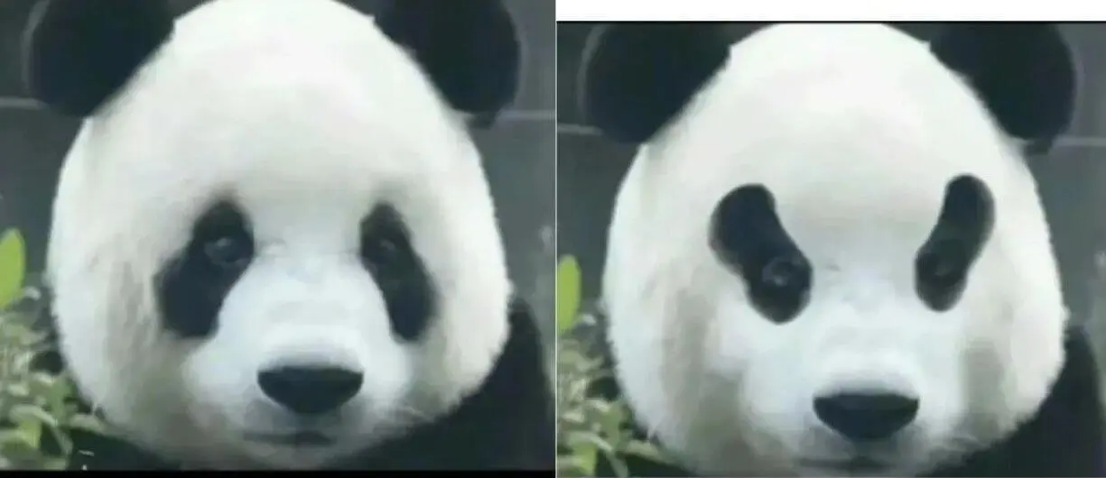 🤣🤣🤣如果大熊猫的黑眼圈反着长