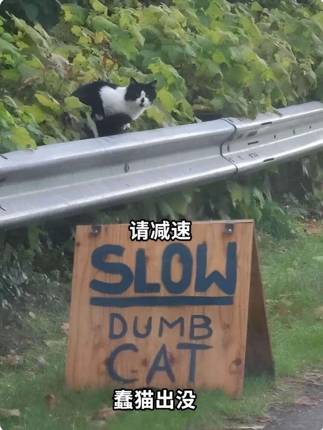 请减速SLOWDUMBCAT鑫猫出没