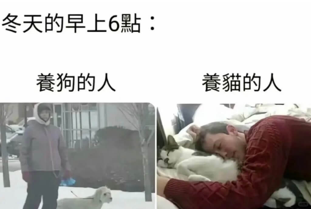冬天的早上6點：餐狗的人養猫的人