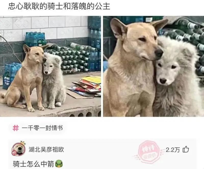 忠心耿耿的骑士和落魄的公主一千零一封情书湖北吴彦祖欧骑士怎么