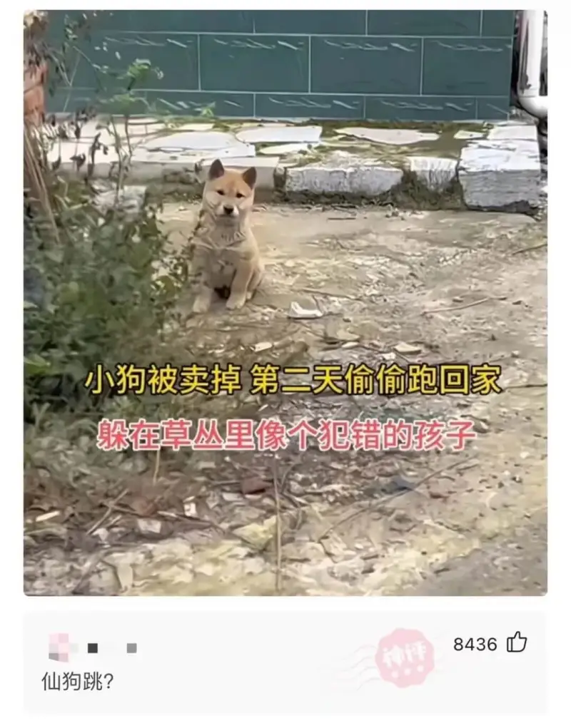 小狗被卖掉第二天偷偷跑回家，躲在草丛里像个犯错的孩子。843