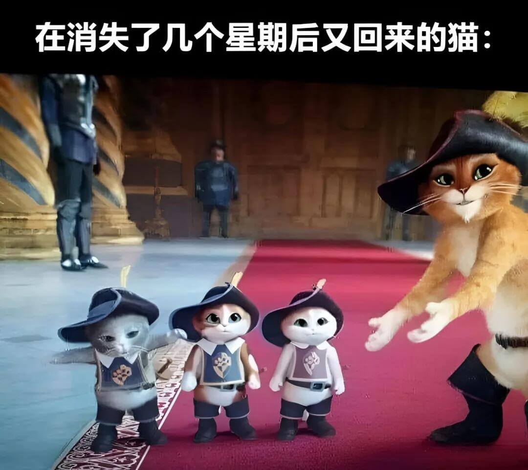 在消失了几个星期后又回来的猫：