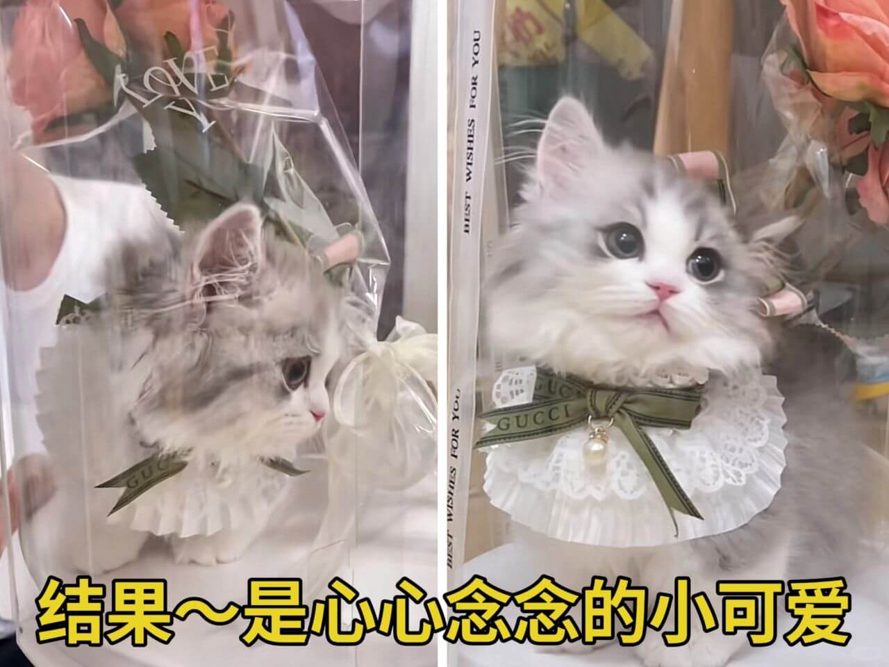 GUCCI