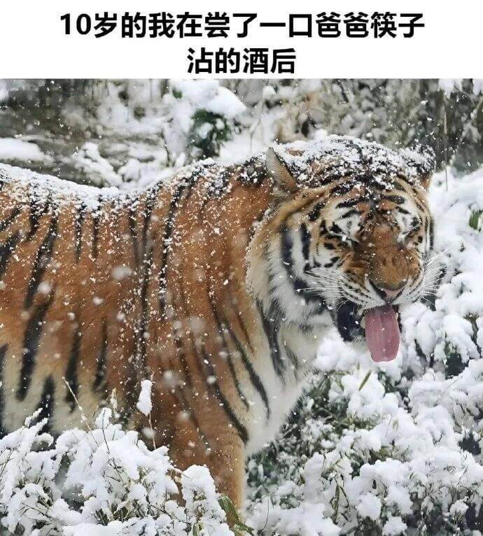 10岁的我在尝了一口爸爸筷子沾的酒后