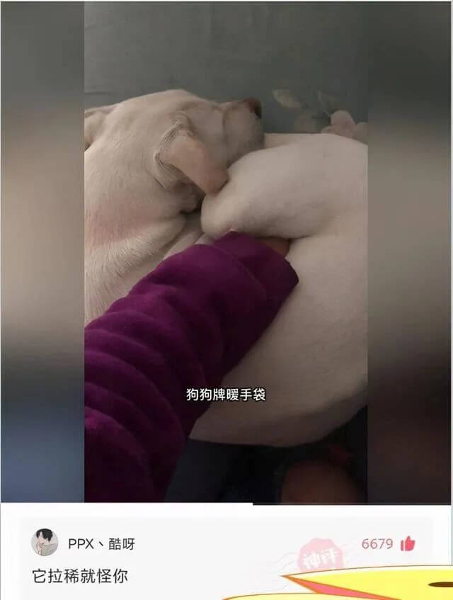 狗狗牌暖手袋PPX酷呀6679神评：它拉稀就怪你