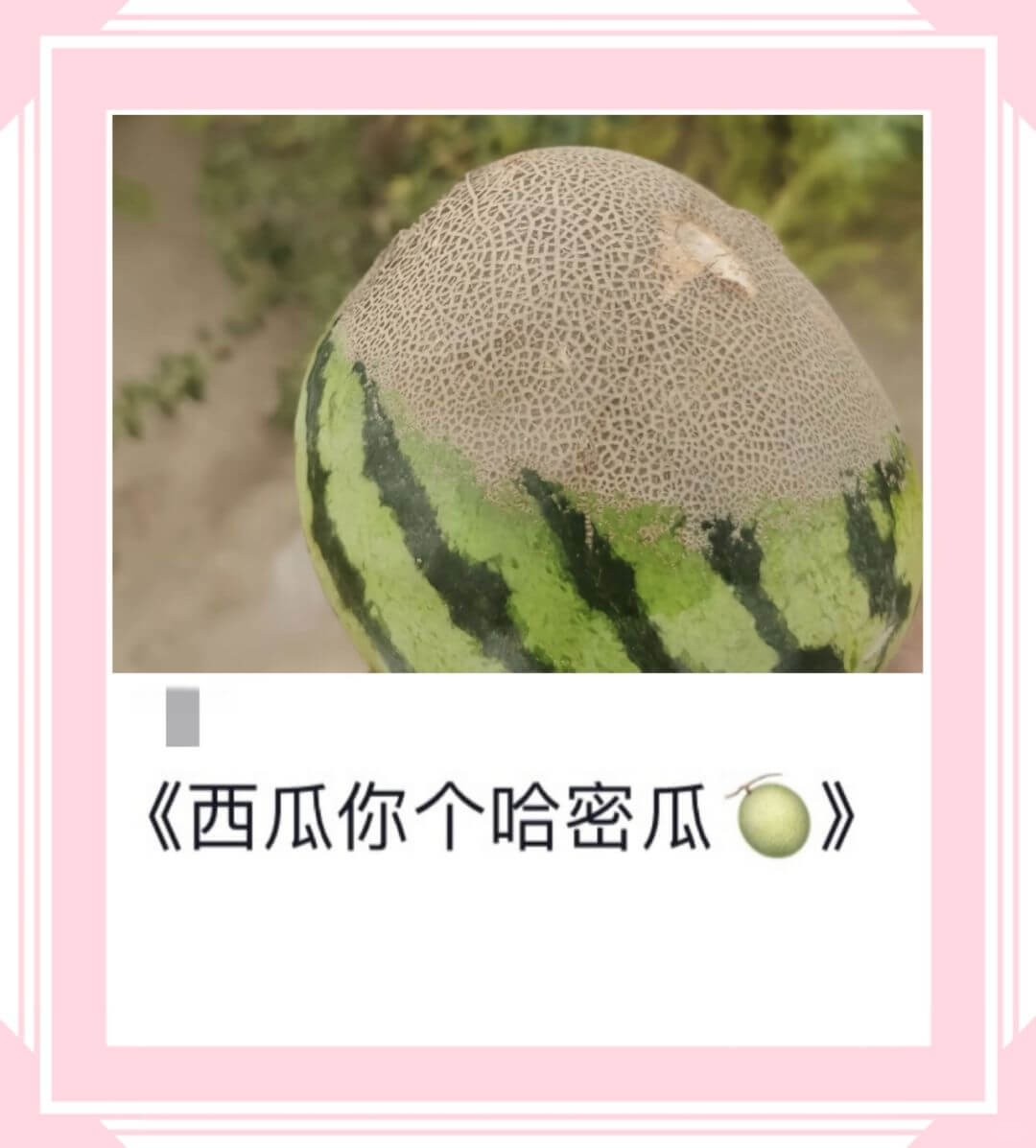 《西瓜你个哈密瓜