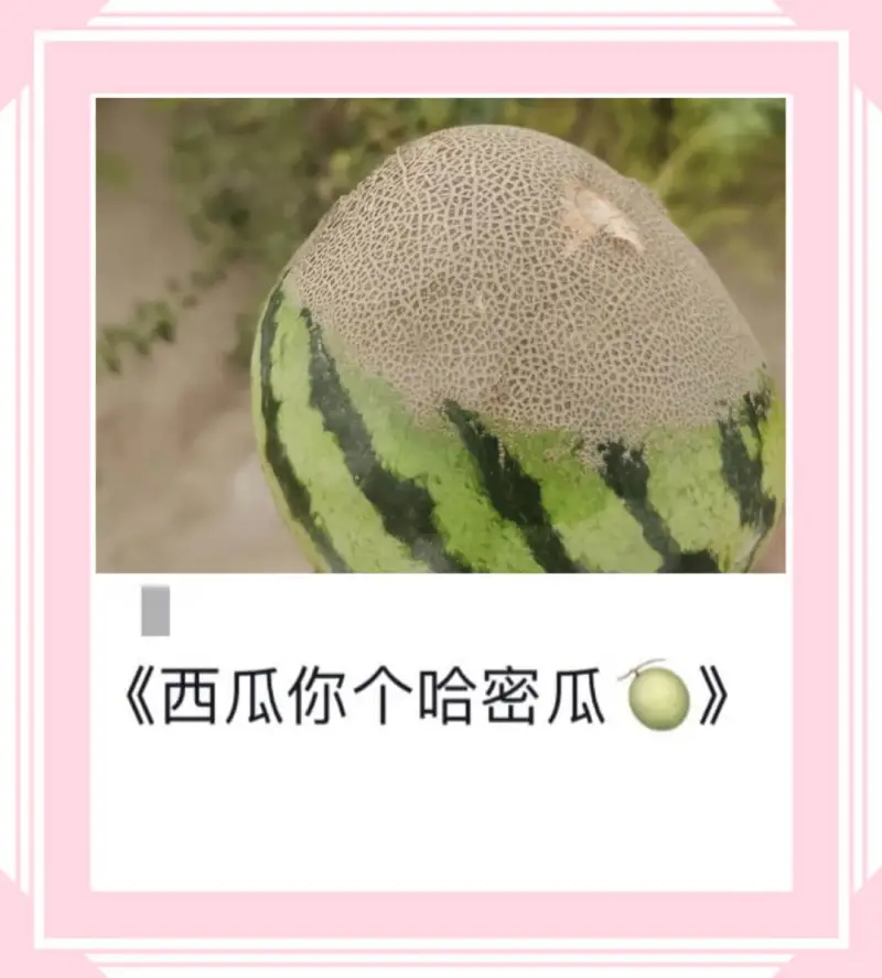 《西瓜你个哈密瓜