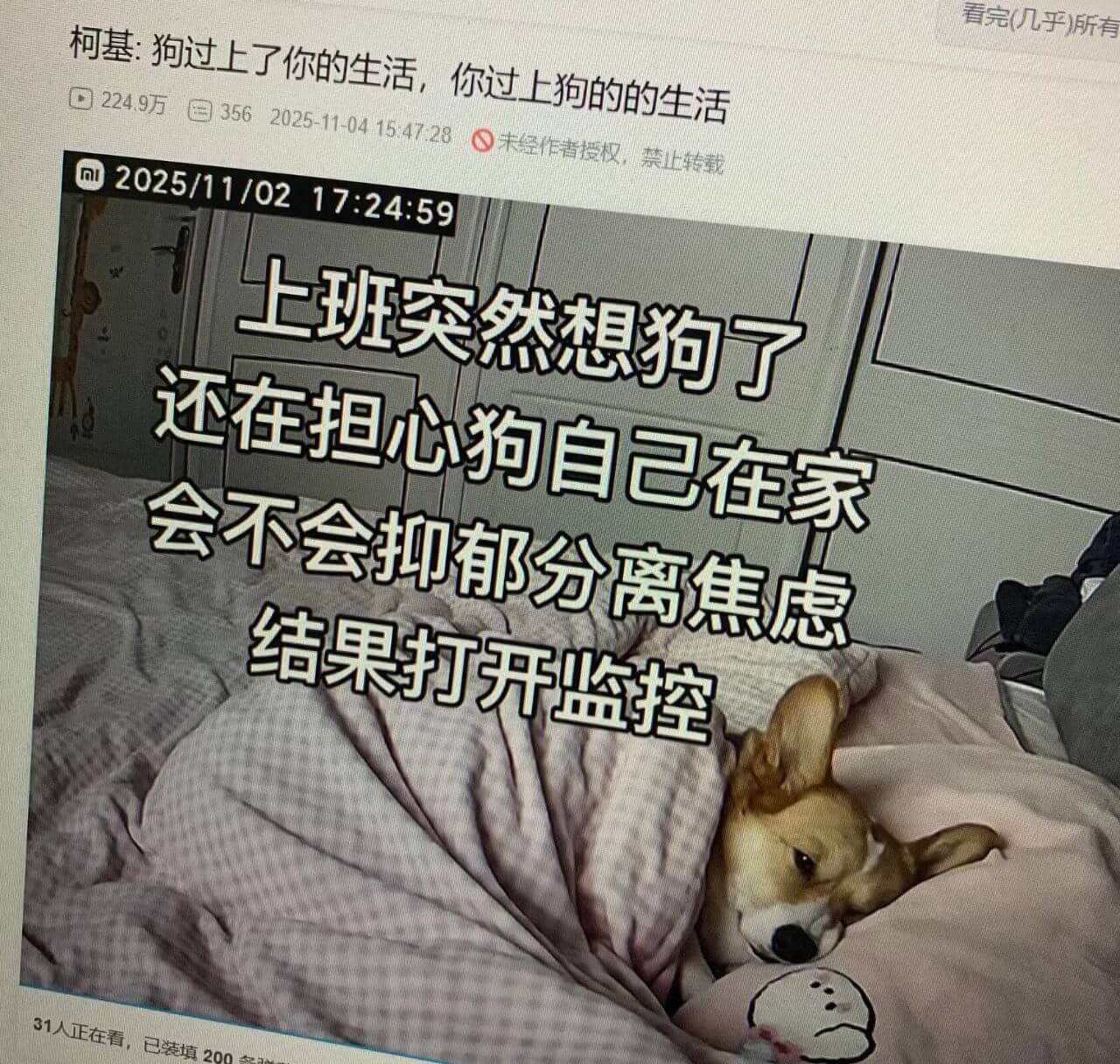 看完（几乎）所有柯基：狗过上了你的生活，你过上狗的生活D22