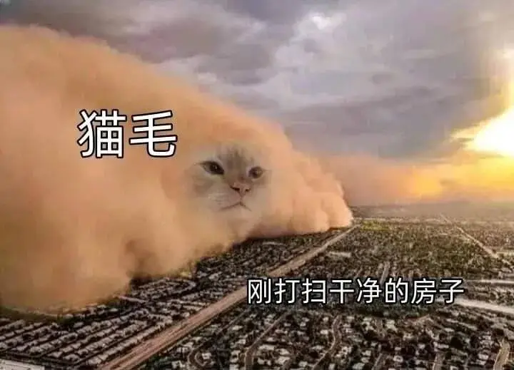 猫：suprise！
