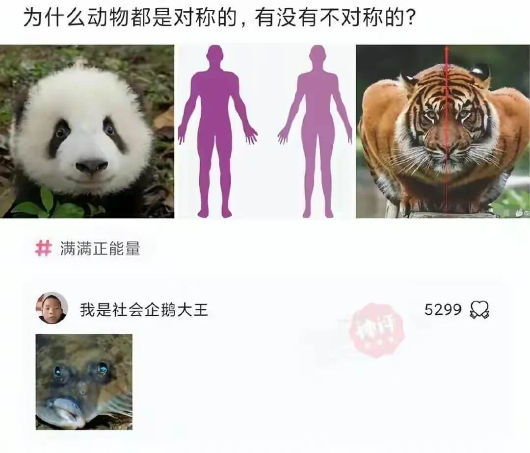 为什么动物都是对称的，有没有不对称的？满满正能量我是社会企鹅