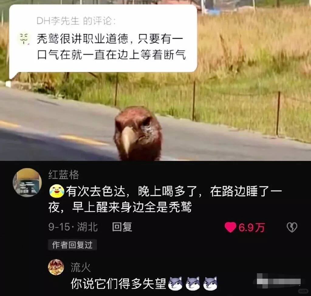 DH李先生的评论:秃鹫很讲职业道德，只要有一口气在就一直在边