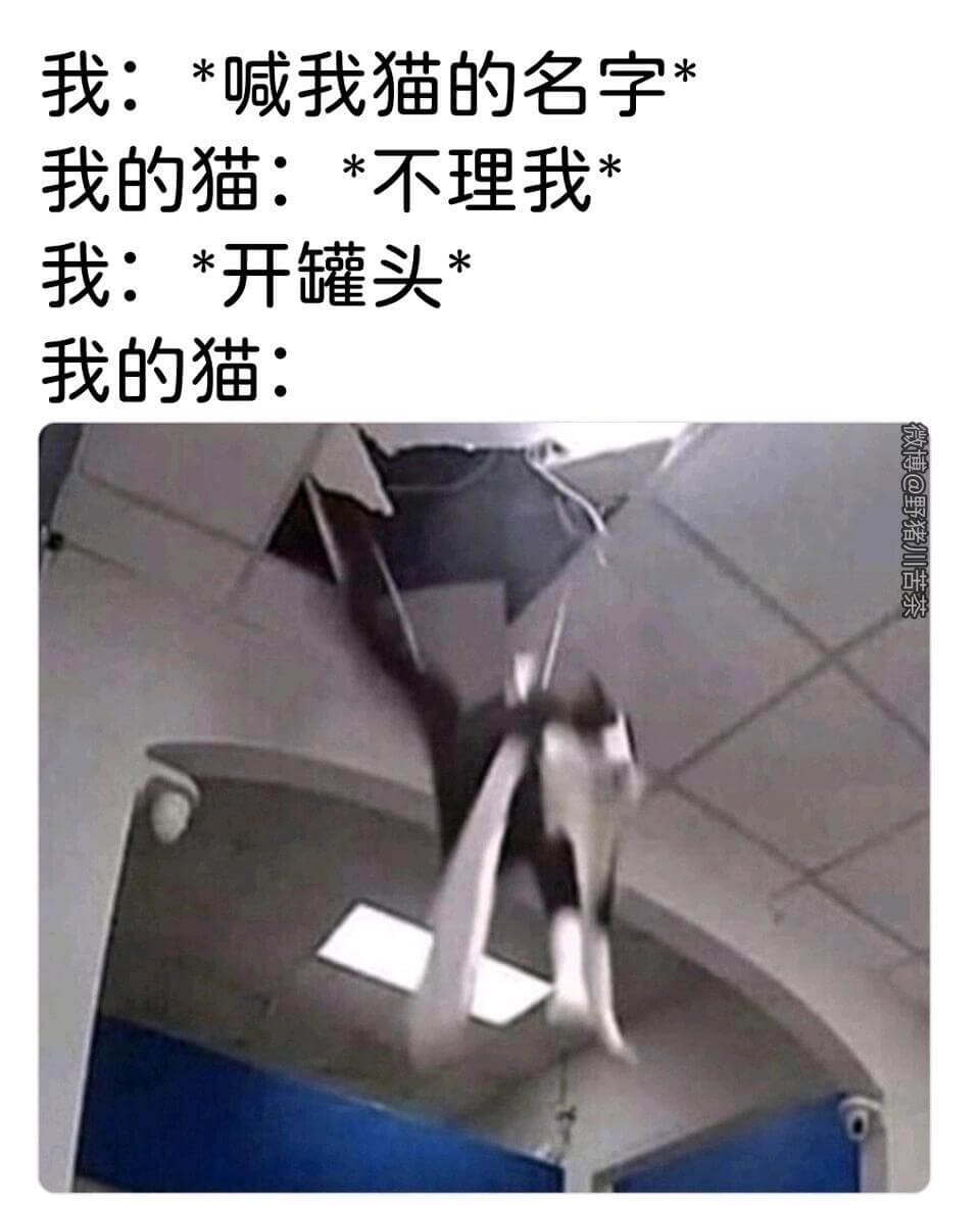 我：*喊我猫的名字我的猫：*不理我我：*开罐头我的猫：