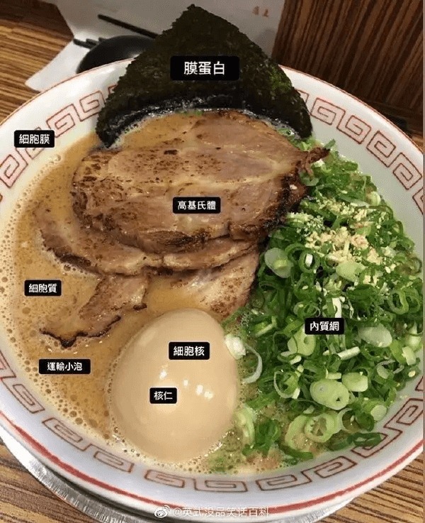 膜蛋白细胞膜高尔基体细胞质内质网细胞核运输小泡核仁