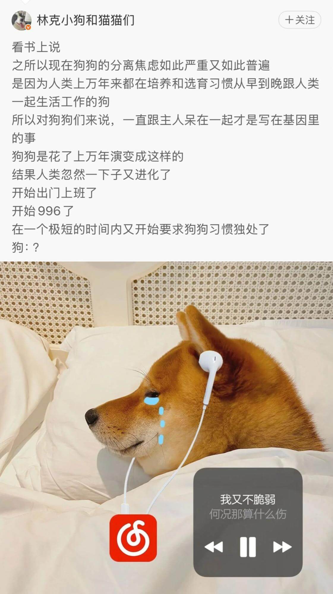 林克小狗和猫猫们十关注看书上说之所以现在狗狗的分离焦虑如此严