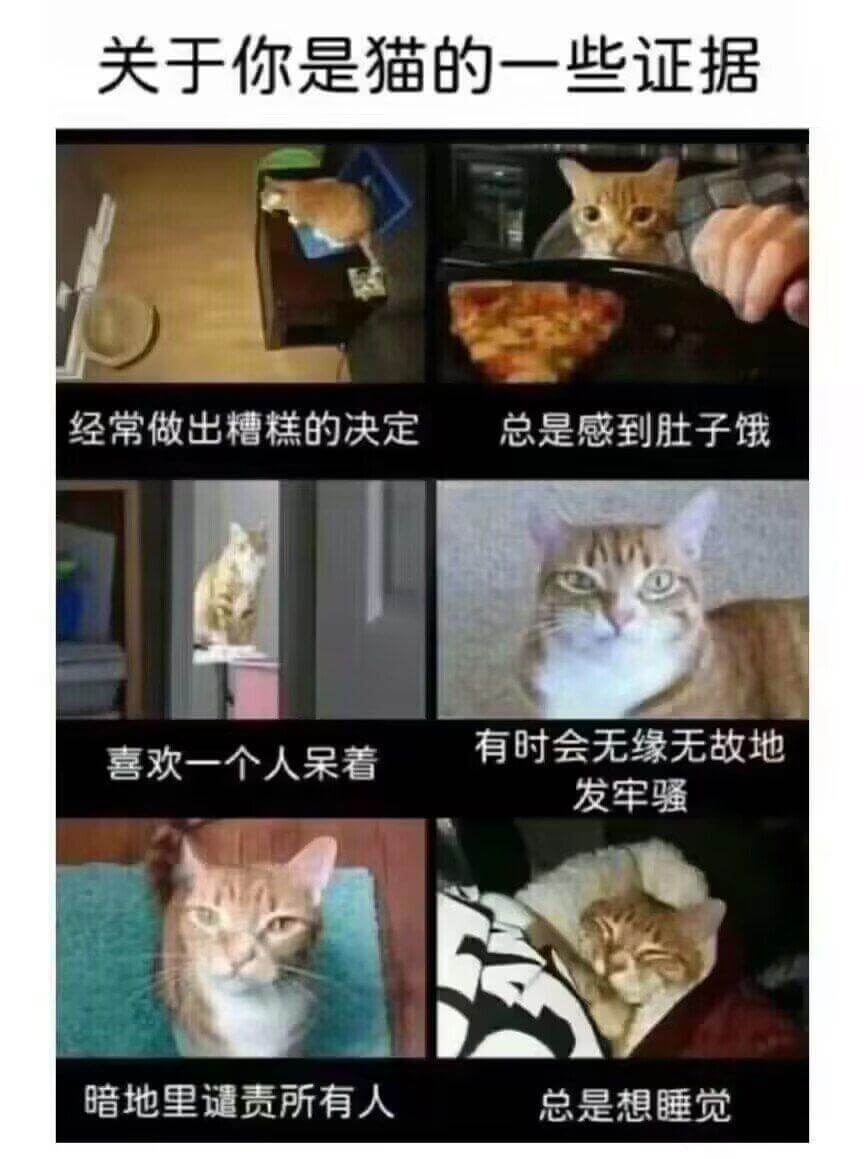 关于你是猫的一些证据经常做出糟糕的决定总是感到肚子饿有时会无