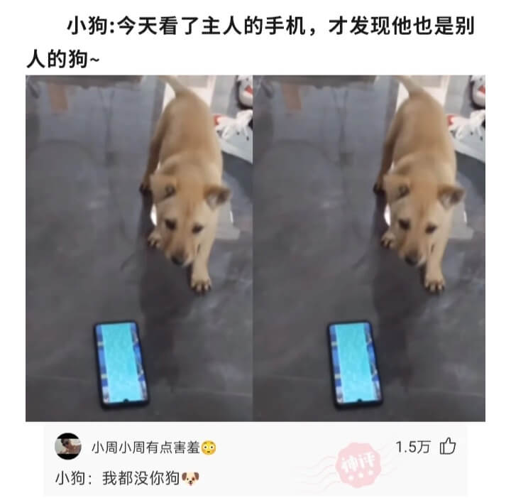 小狗:今天看了主人的手机，才发现他也是别人的狗~小周小周有点