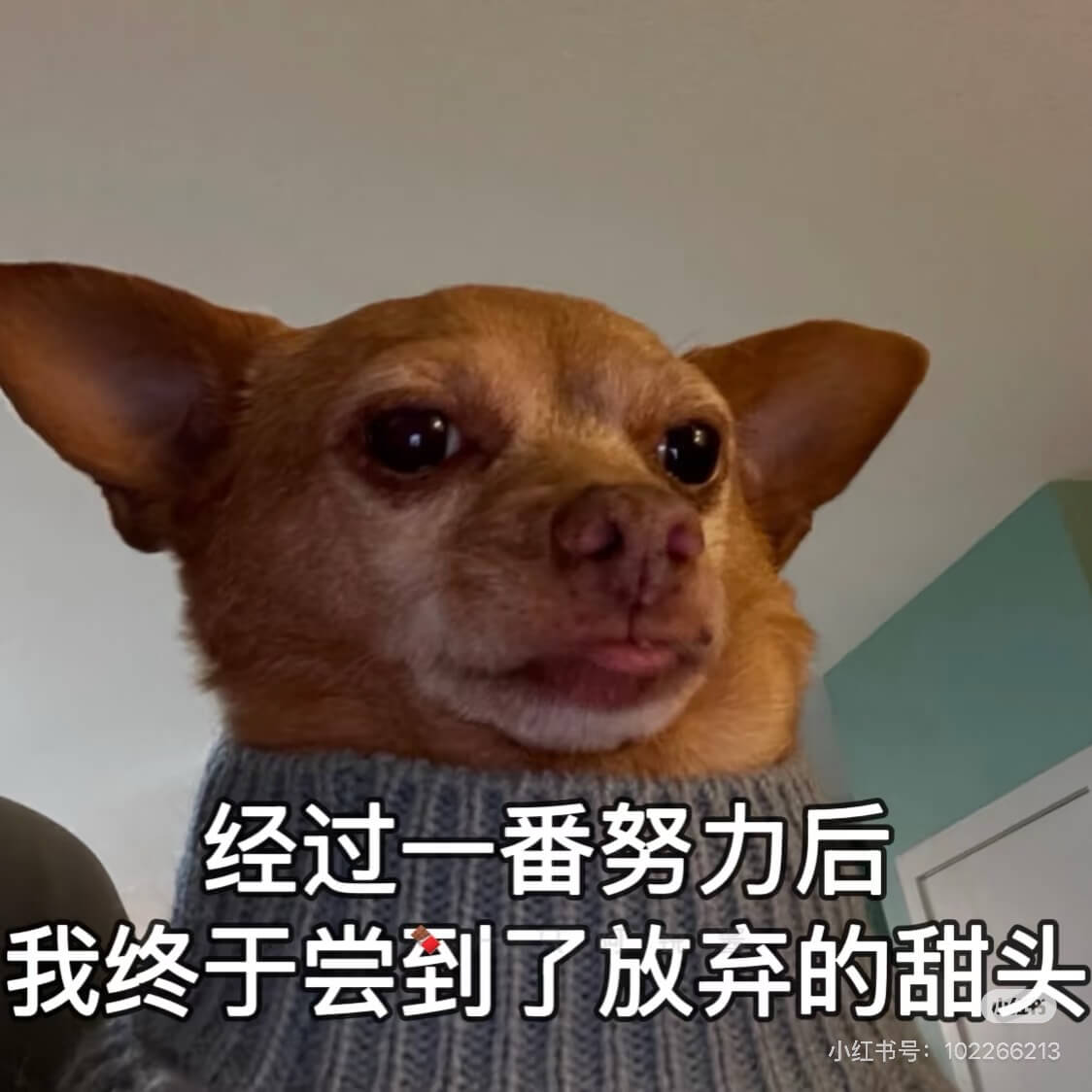 经过一番努力后，我终于尝到了放弃的甜头。小红书号：10226