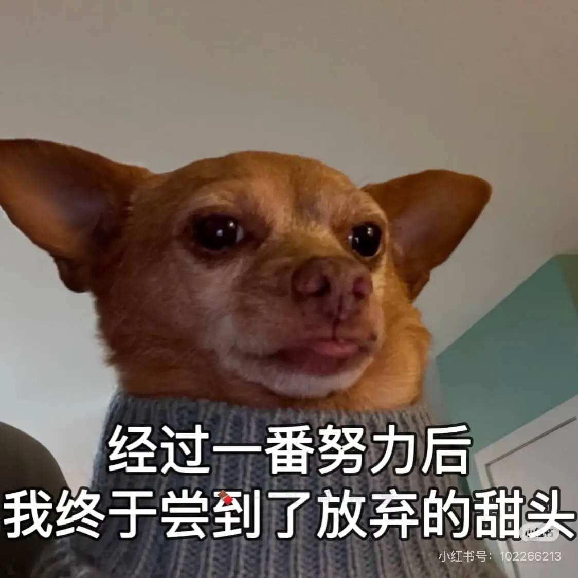 经过一番努力后，我终于尝到了放弃的甜头。小红书号：10226