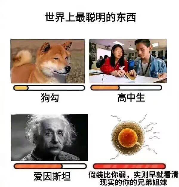 世界上最聪明的东西狗勾高中生爱因斯坦假装比你弱，实则早就看清