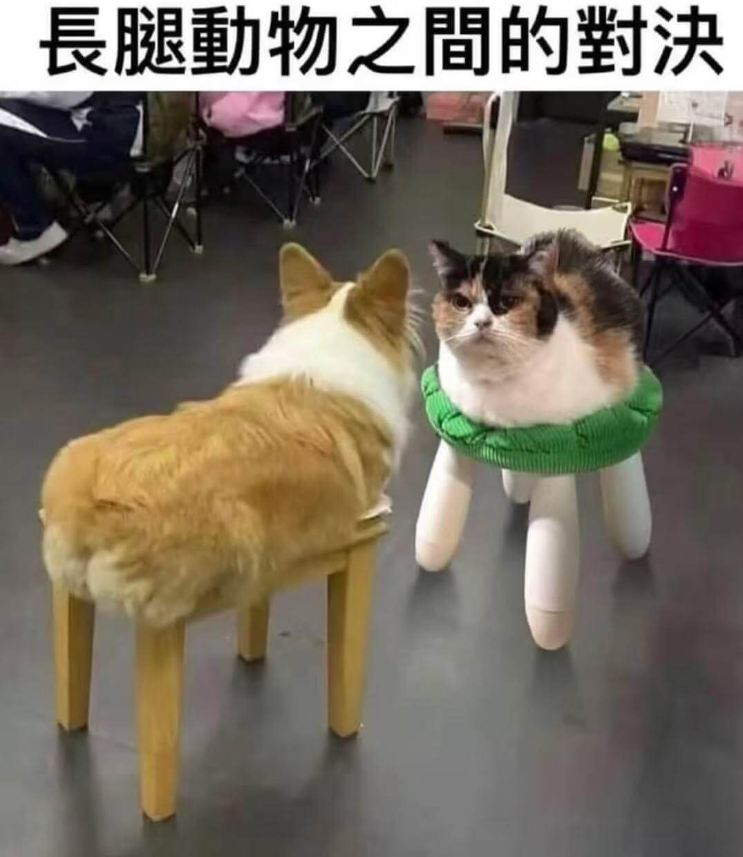 長腿動物之間的對决