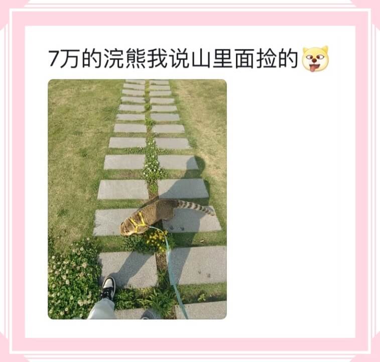 7万的浣熊我说山里面捡的