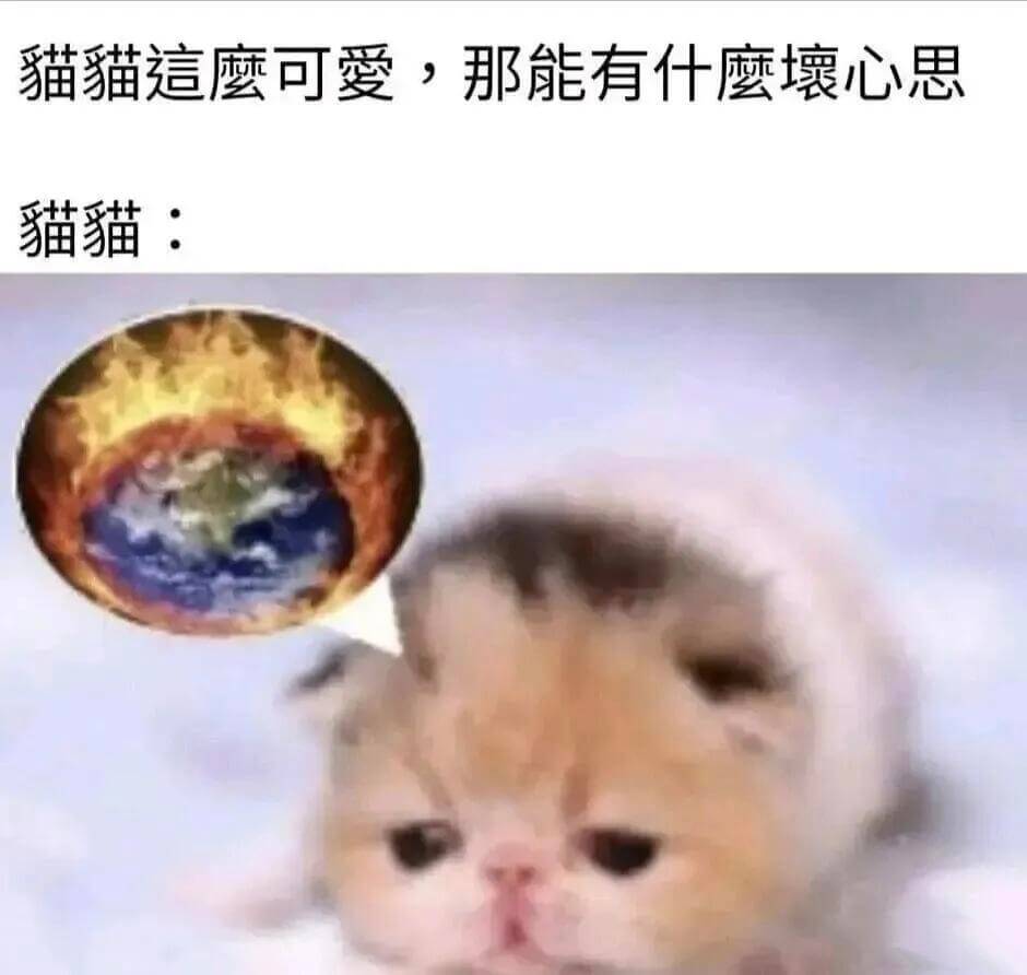 猫猫這磨可爱，那能有什麼心思猫猫：
