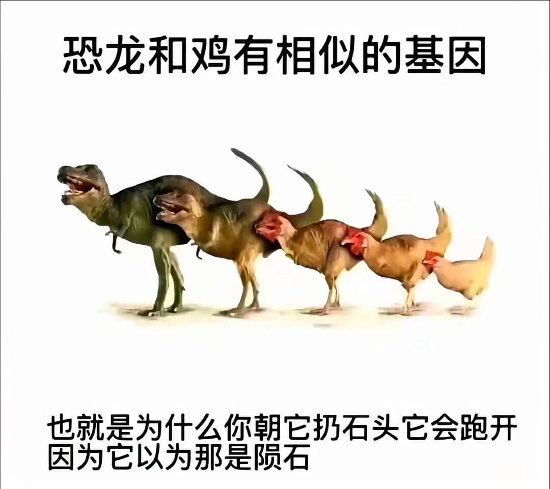 恐龙和鸡有相似的基因也就是为什么你朝它扔石头，它会跑开因为它