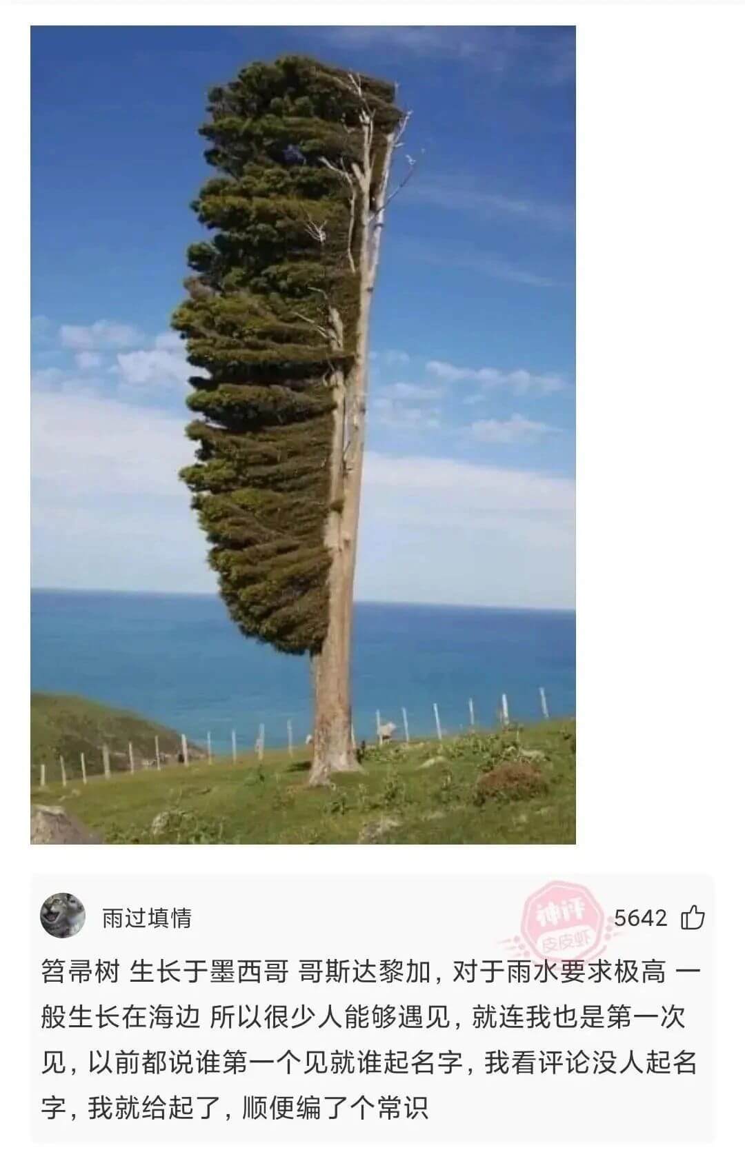 雨过填情5642笤帚树生长于墨西哥哥斯达黎加，对于雨水要求极