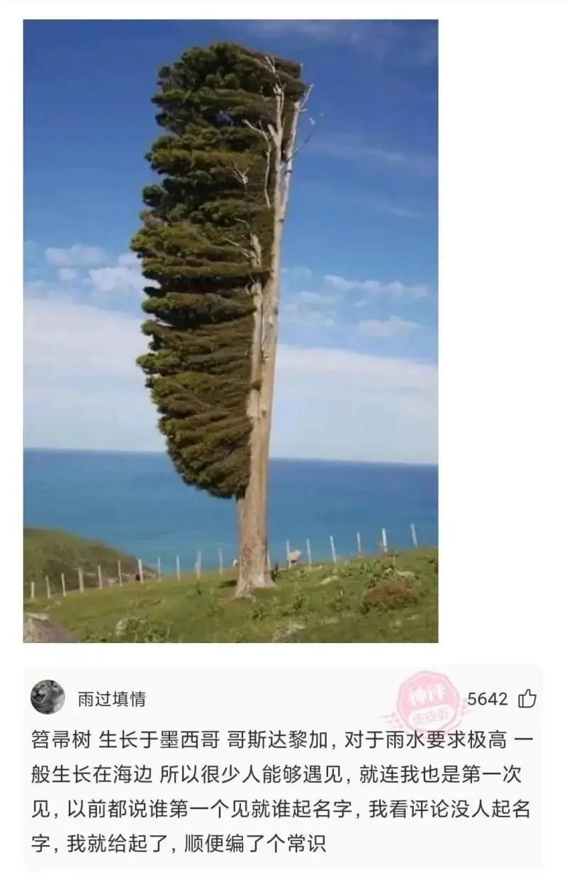 雨过填情5642笤帚树生长于墨西哥哥斯达黎加，对于雨水要求极