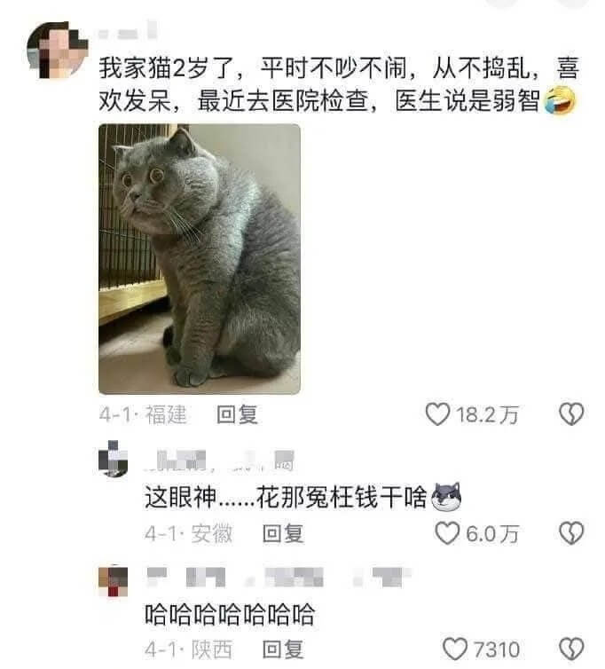 我家猫2岁了，平时不吵不闹，从不捣乱，喜欢发呆。最近去医院检