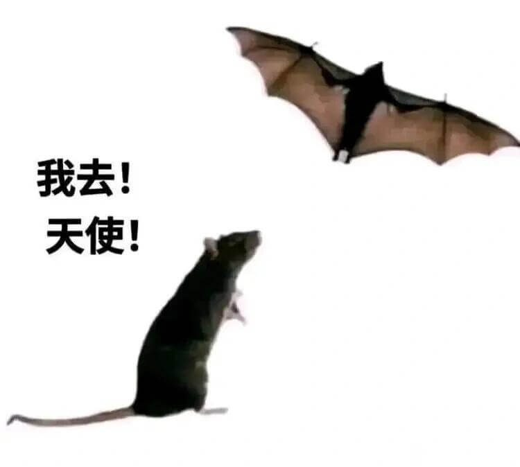 我去！天使！
