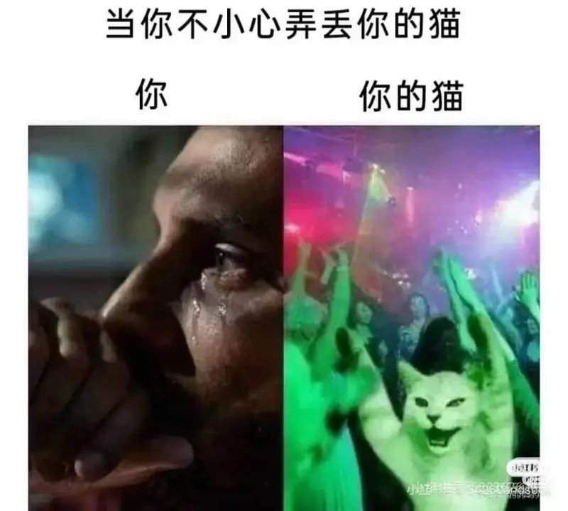当你不小心弄丢你的猫，你，你的猫。HG