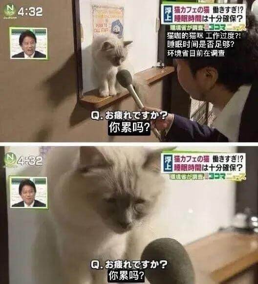4:32猫了の猫去！？睡眠时间是否足够？猫咖的猫咪工作过度？