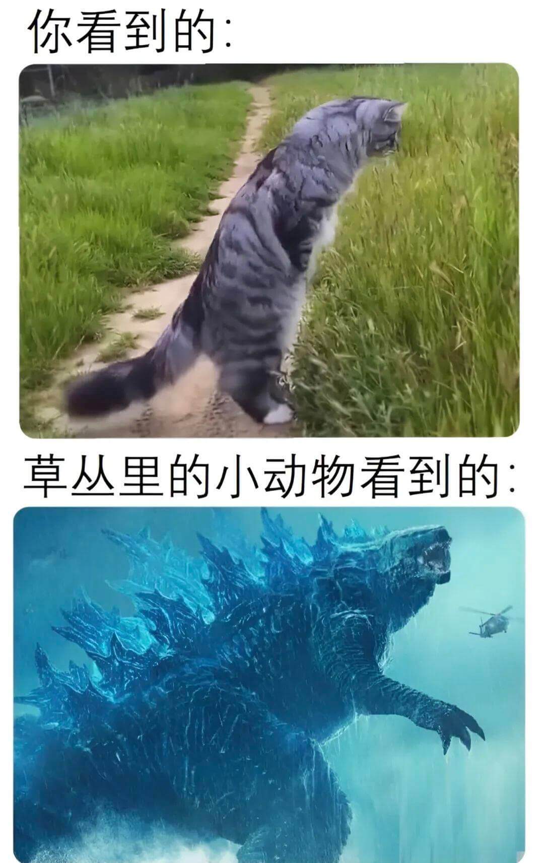 你看到的：草丛里的小动物看到的