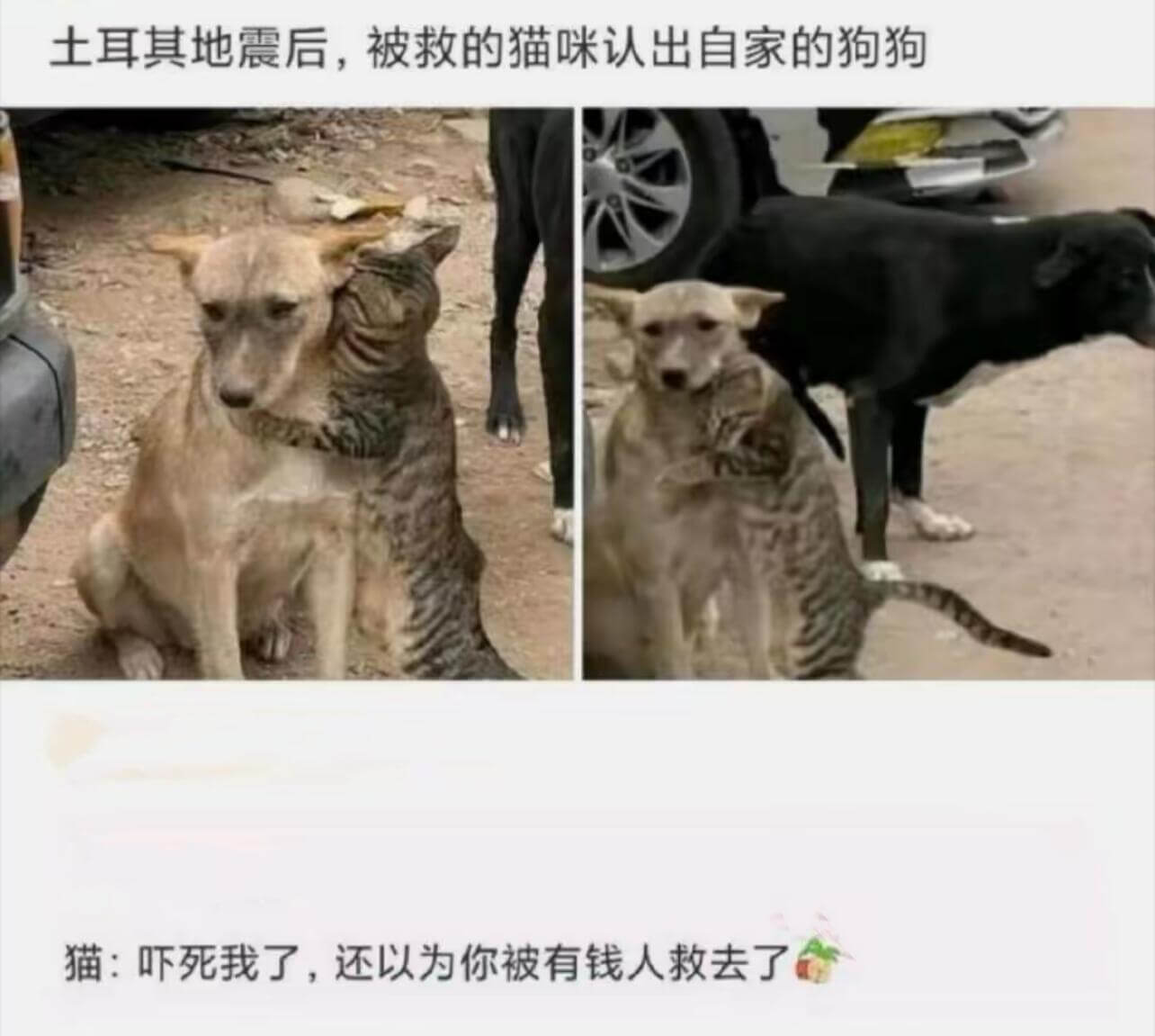 土耳其地震后，被救的猫咪认出自家的狗狗。猫：吓死我了，还以为
