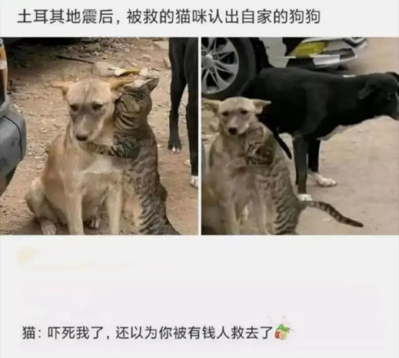 土耳其地震后，被救的猫咪认出自家的狗狗。猫：吓死我了，还以为