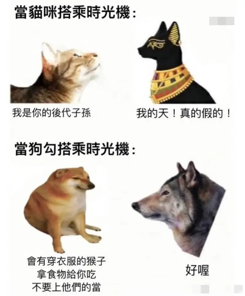 當貓咪搭乘時光機:我是你的後代子孫我的天!真的假的!當狗勾搭