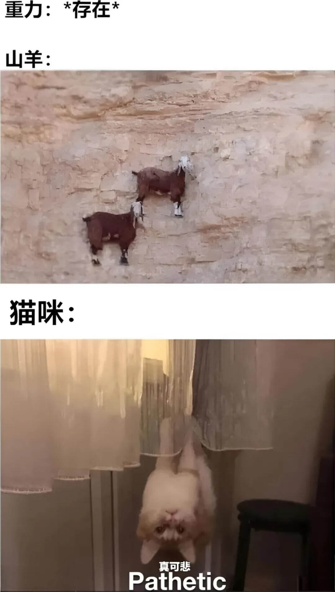 重力：*存在*山羊：猫咪：真可悲Pathetic