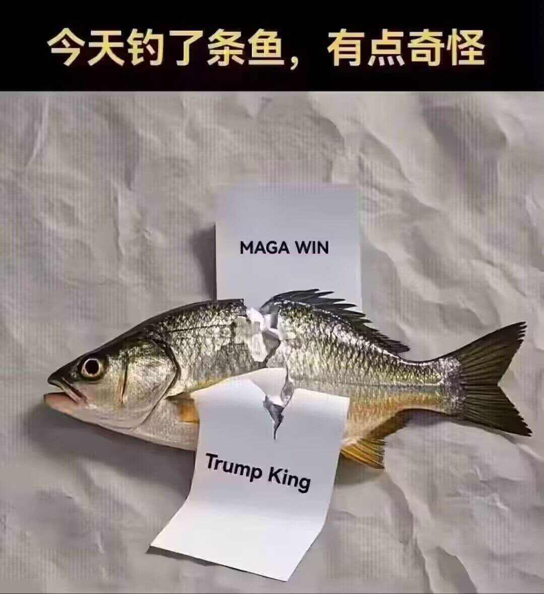 今天钓了条鱼，有点奇怪。MAGAWIN