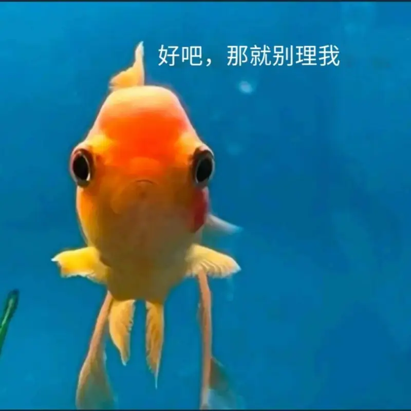 好吧，那就别理我