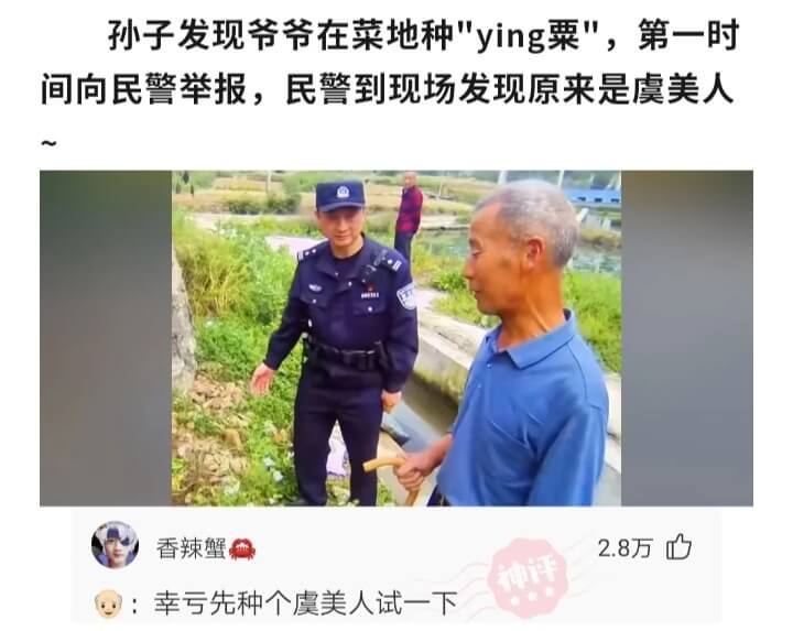 孙子发现爷爷在菜地种罂粟，第一时间向民警举报，民警到现场发现