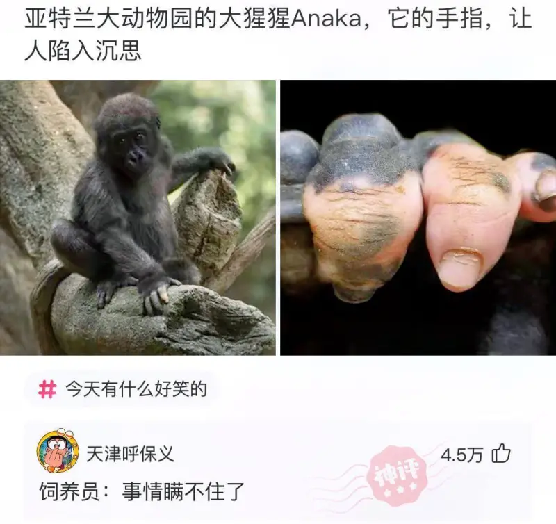亚特兰大动物园的大猩猩Anaka，它的手指让人陷入沉思。今天