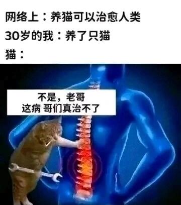 网络上：养猫可以治愈人类30岁的我：养了只猫猫：不是，老哥，