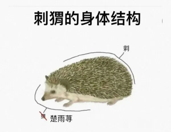 刺猬的身体结构刺楚雨荨